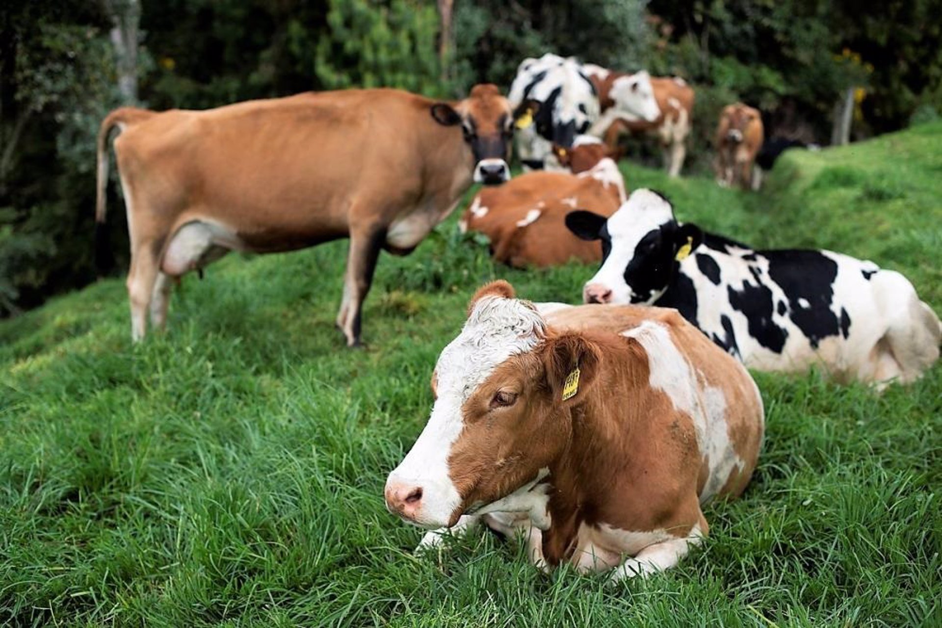 España, a la cola de Europa en precios de la leche en origen - Cantabria  Económica